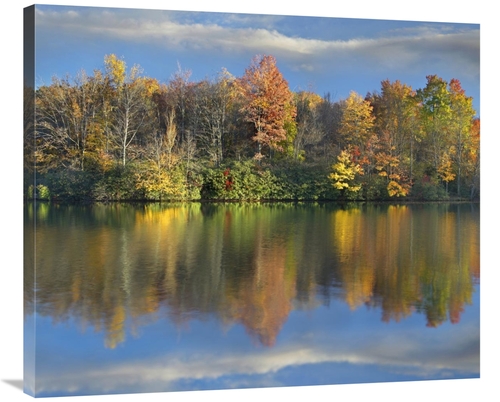 Global Gallery GCS-396974-36-142 36 in. Deciduous Forest in Autumn Alo