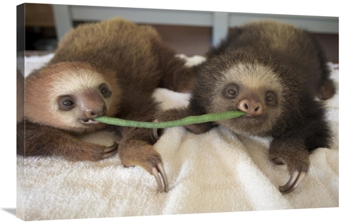 Global Gallery GCS-395878-2436-142 24 x 36 in. Hoffmanns Two-Toed Slot