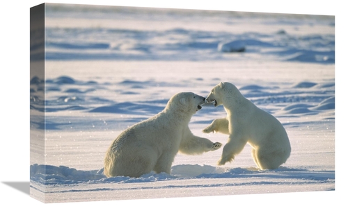 Global Gallery GCS-452502-1218-142 12 x 18 in. Polar Bear Males Fighti