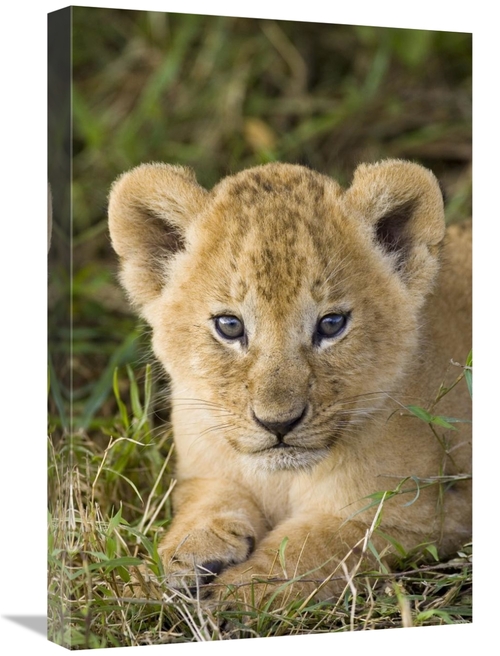 Global Gallery GCS-395853-1624-142 16 x 24 in. African Lion Five Week 