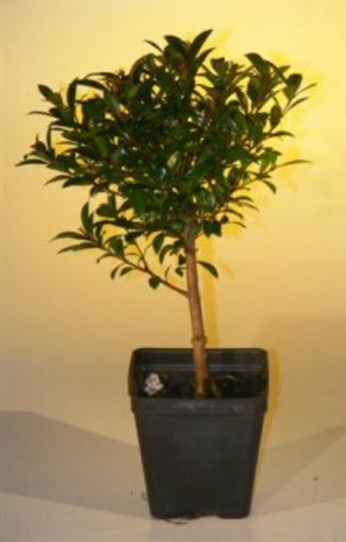 Pre Bonsai Flowering Brush Cherry Bonsai Tree - Small(eugenia