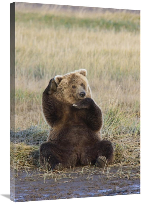 Global Gallery GCS-395426-2436-142 24 x 36 in. Grizzly Bear Scratching