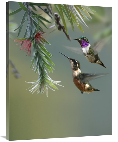 Global Gallery GCS-396988-3040-142 30 x 40 in. White-Bellied Woodstar 