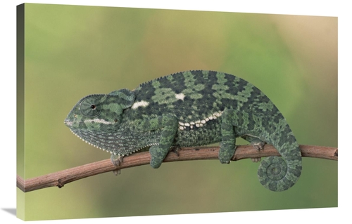 Global Gallery GCS-452985-2436-142 24 x 36 in. Flap-Necked Chameleon&#