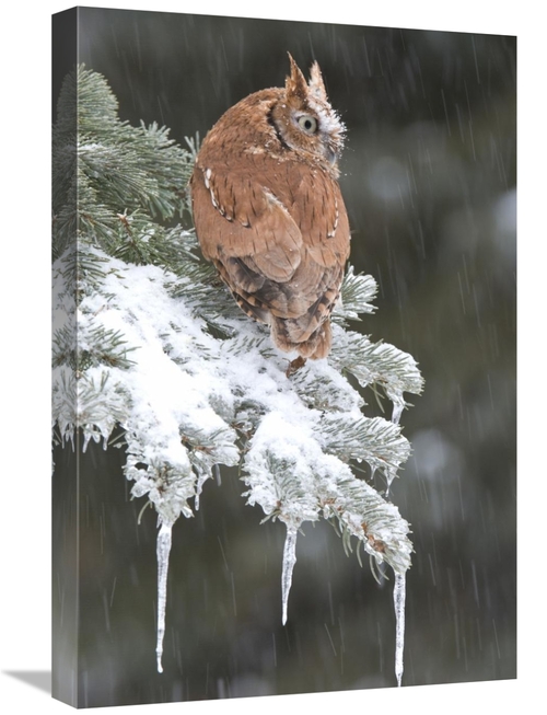 Global Gallery GCS-397408-1624-142 16 x 24 in. Eastern Screech Owl Red
