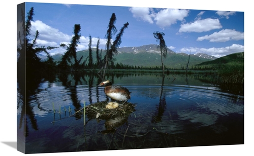 Global Gallery GCS-451918-1624-142 16 x 24 in. Horned Grebe Adult At N