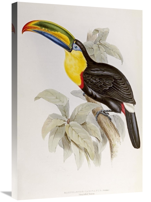 Global Gallery GCS-268030-30-142 30 in. Family of Toucans Art Print - 