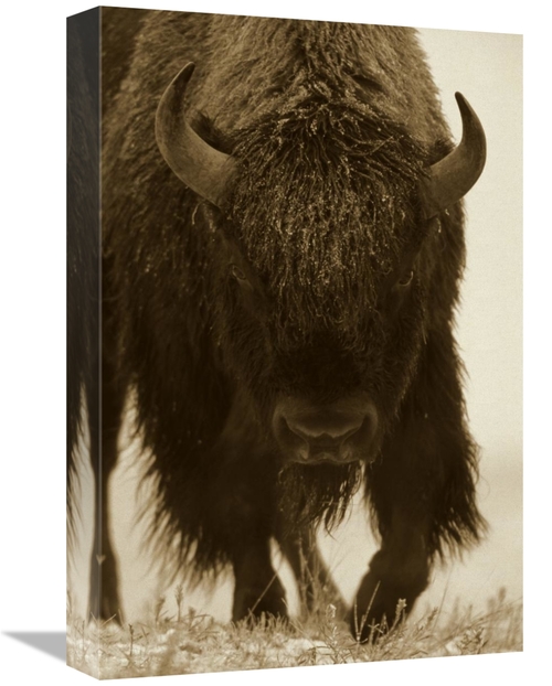 Global Gallery GCS-395919-1218-142 12 x 18 in. American Bison Portrait