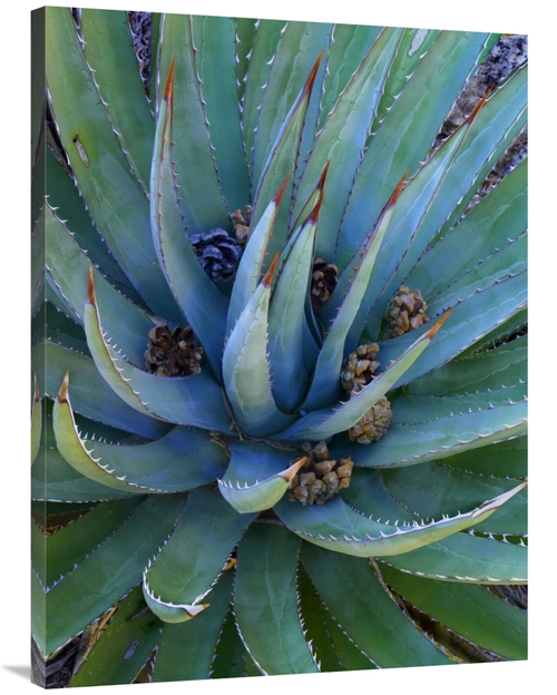 Global Gallery GCS-396181-3040-142 30 x 40 in. Agave Plants with Pine 