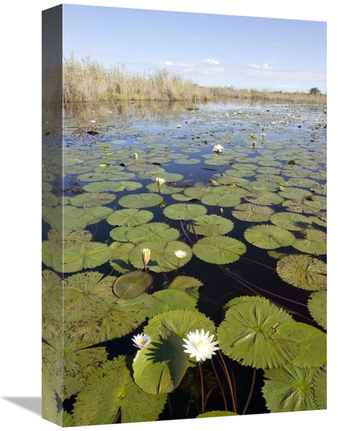 Global Gallery GCS-395405-1218-142 12 x 18 in. Water Lily Flowering&#4