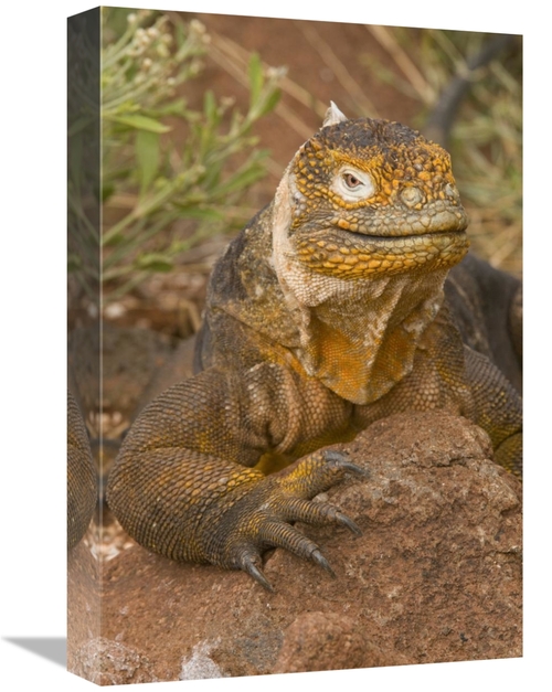 Global Gallery GCS-397350-1218-142 12 x 18 in. Galapagos Land Iguana&#