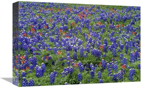 Global Gallery GCS-396877-1218-142 12 x 18 in. Hill Country Wildflower