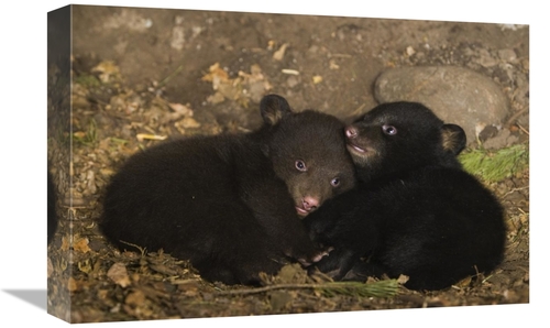 Global Gallery GCS-395885-1218-142 12 x 18 in. Black Bear 7 Week Old C