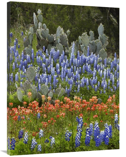 Global Gallery GCS-396137-3040-142 30 x 40 in. Bluebonnet & Pricky Pea