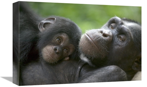 12 x 18 in. Chimpanzee Adult Female & Infant, Pandrillus Drill San