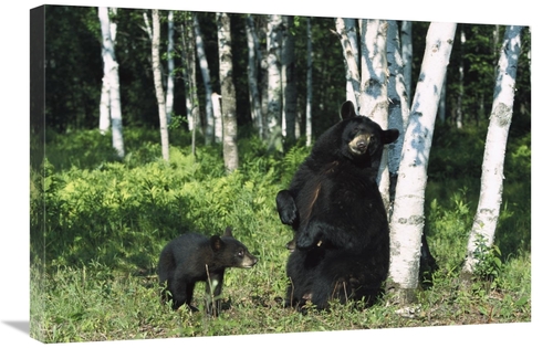 Global Gallery GCS-398516-2030-142 20 x 30 in. Black Bear Sow Scratchi