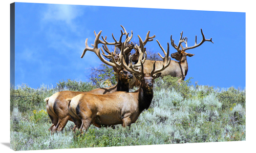 Global Gallery GCS-486594-44-142 44 in. The Mens Club Art Print - Vic 