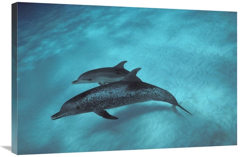 Global Gallery GCS-450677-2436-142 24 x 36 in. Atlantic Spotted Dolphi