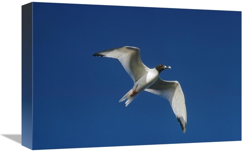 Global Gallery GCS-451297-1218-142 12 x 18 in. Swallow-Tailed Gull Fly