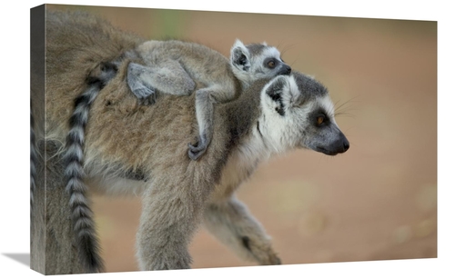 Global Gallery GCS-398117-1624-142 16 x 24 in. Ring-Tailed Lemur Baby 