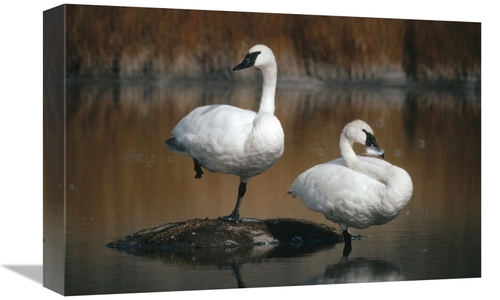 Global Gallery GCS-451882-1218-142 12 x 18 in. Trumpeter Swan Pair&#44