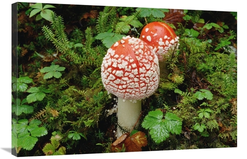 Global Gallery GCS-452866-2436-142 24 x 36 in. Fly Agaric Mushrooms Gr