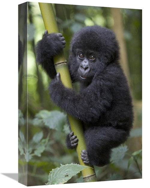 Global Gallery GCS-395798-1218-142 12 x 18 in. Mountain Gorilla Infant