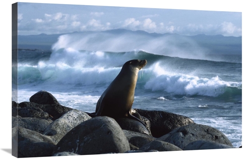 Global Gallery GCS-452307-2436-142 24 x 36 in. Galapagos Sea Lion,