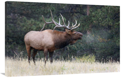 Global Gallery GCS-486476-44-142 44 in. Light Snow Falling Art Print -