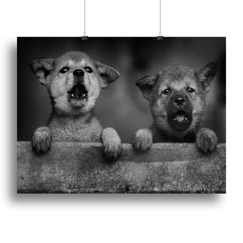 Black and White Puppies Canvas Print or Poster