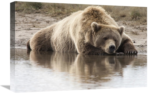 Global Gallery GCS-395431-1624-142 16 x 24 in. Grizzly Bear Sleeping o