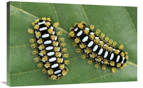 Global Gallery GCS-453597-2436-142 24 x 36 in. Cup Moth Two Caterpilla