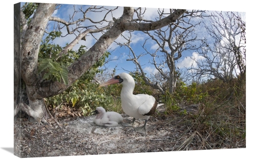 Global Gallery GCS-395621-2030-142 20 x 30 in. Nazca Booby with Chick 