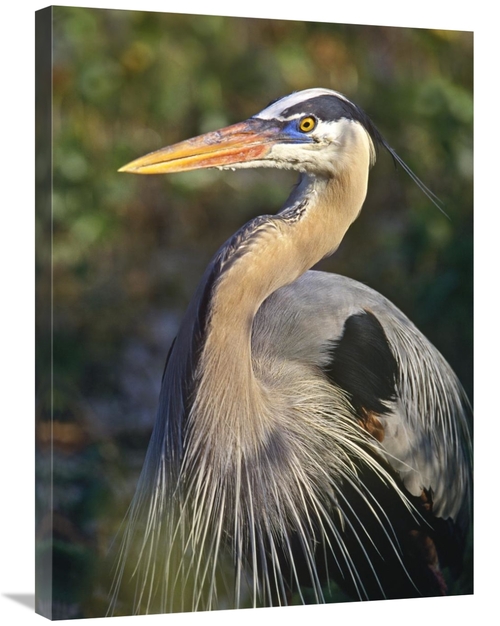 24 x 32 in. Great Blue Heron Portrait, North America Art Print - T