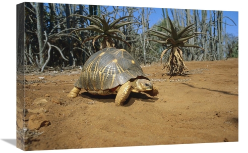 Global Gallery GCS-452645-1624-142 16 x 24 in. Radiated Tortois in the