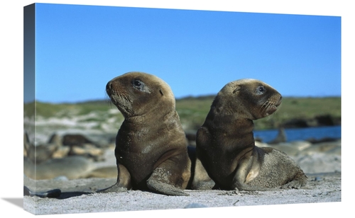 Global Gallery GCS-451621-1624-142 16 x 24 in. Hookers Sea Lion Pups P