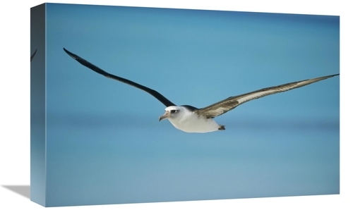 Global Gallery GCS-451430-1218-142 12 x 18 in. Laysan Albatross Naviga