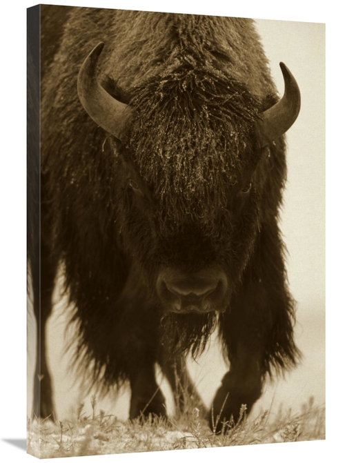Global Gallery GCS-395919-2030-142 20 x 30 in. American Bison Portrait