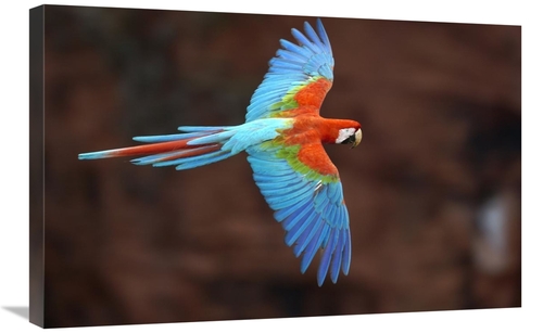 Global Gallery GCS-397933-2030-142 20 x 30 in. Red & Green Macaw Flyin