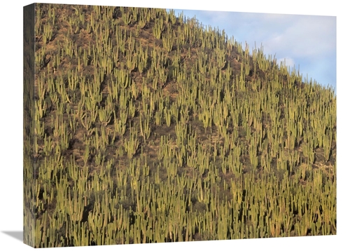 Global Gallery GCS-396743-1824-142 18 x 24 in. Organ Pipe Cactus Clust