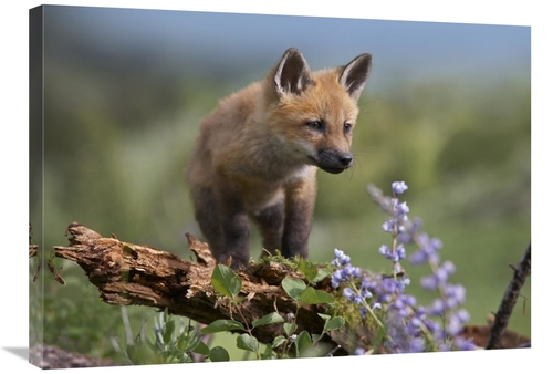 Global Gallery GCS-452203-2432-142 24 x 32 in. Red Fox Kit Climbing