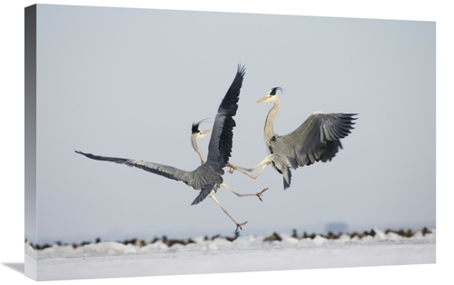 Global Gallery GCS-452603-2030-142 20 x 30 in. Grey Heron Pair Fightin