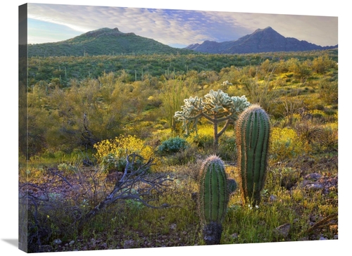 Global Gallery GCS-396896-2432-142 24 x 32 in. Ajo Mountains, Orga