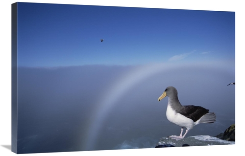 Global Gallery GCS-451779-2436-142 24 x 36 in. Chatham Albatross on Cl