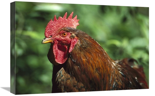 Global Gallery GCS-397503-1624-142 16 x 24 in. Domestic Chicken Rooste