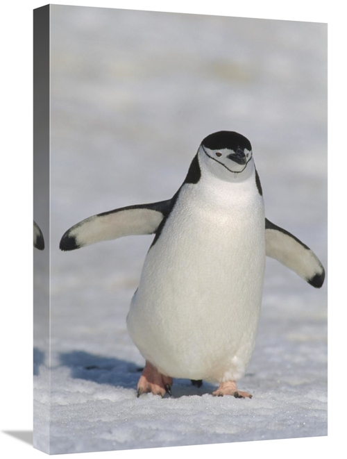 Global Gallery GCS-452393-1624-142 16 x 24 in. Chinstrap Penguin Walki
