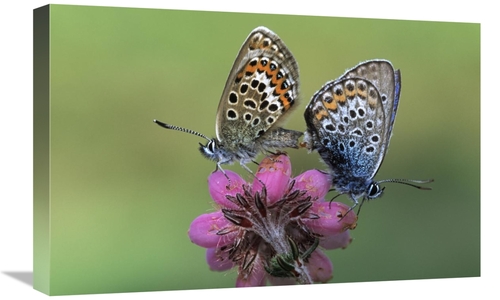 Global Gallery GCS-398015-1624-142 16 x 24 in. Silver-Studded Blue But