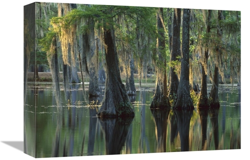 Global Gallery GCS-396531-1216-142 12 x 16 in. Bald Cypress Swamp,