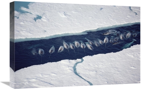 Global Gallery GCS-450596-1624-142 16 x 24 in. Narwhal Group in Ice Br