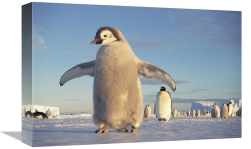 Global Gallery GCS-395582-1218-142 12 x 18 in. Emperor Penguin Chick o